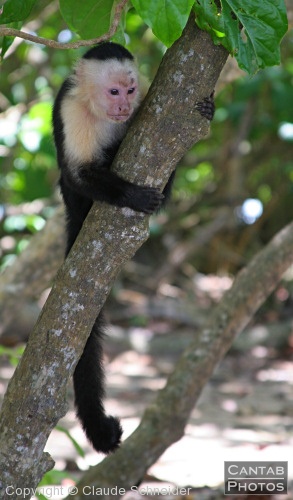 Costa Rica - Mammals - Photo 25