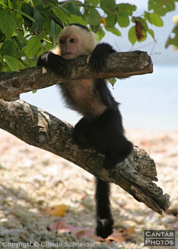 Costa Rica - Mammals - Photo 28
