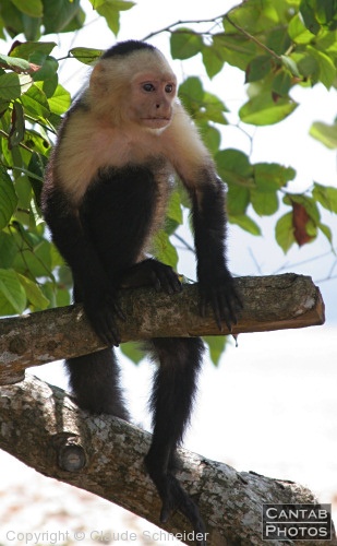 Costa Rica - Mammals - Photo 29