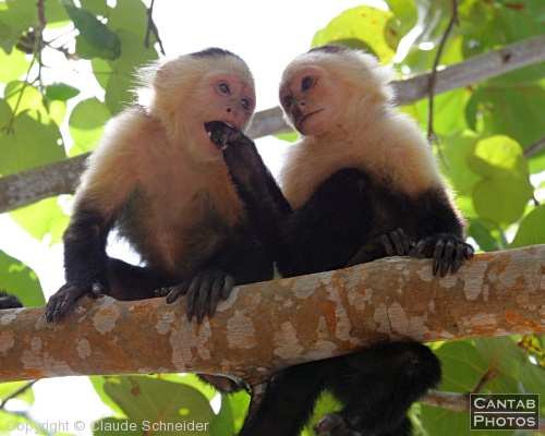 Costa Rica - Mammals - Photo 30