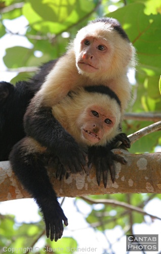 Costa Rica - Mammals - Photo 31