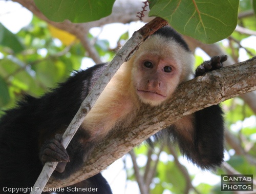 Costa Rica - Mammals - Photo 32