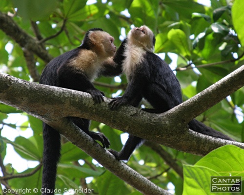 Costa Rica - Mammals - Photo 33