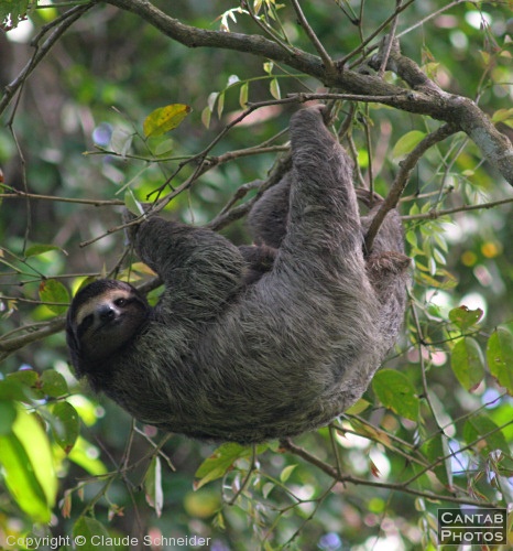 Costa Rica - Mammals - Photo 34