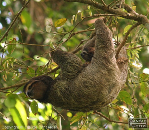 Costa Rica - Mammals - Photo 35