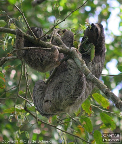 Costa Rica - Mammals - Photo 36