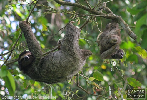 Costa Rica - Mammals - Photo 37