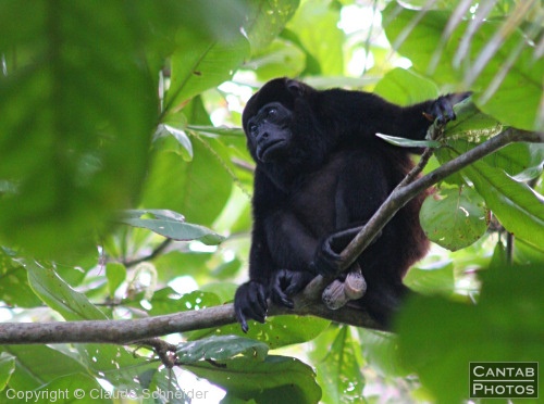 Costa Rica - Mammals - Photo 38