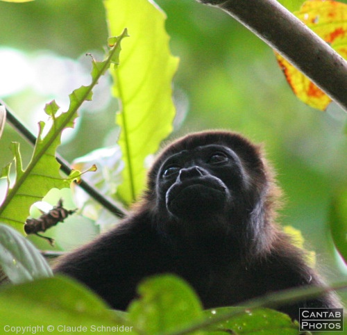 Costa Rica - Mammals - Photo 39