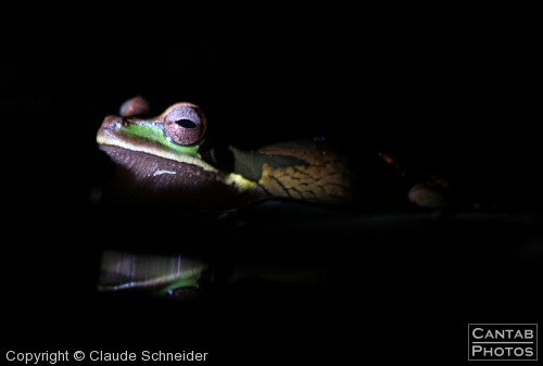 Costa Rica - Frogs - Photo 1