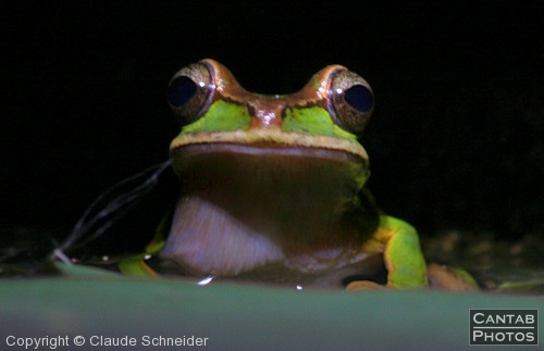 Costa Rica - Frogs - Photo 2