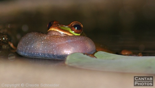 Costa Rica - Frogs - Photo 3