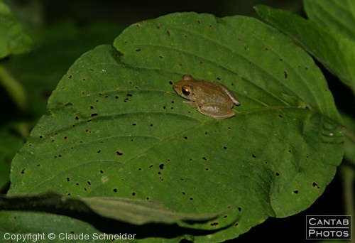 Costa Rica - Frogs - Photo 4