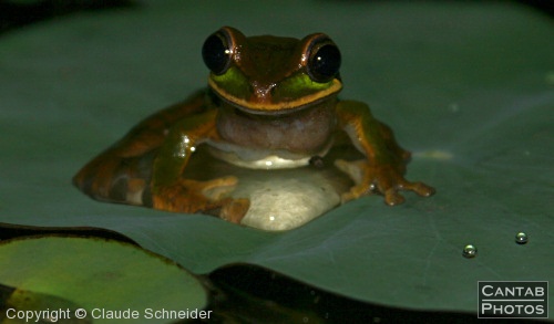 Costa Rica - Frogs - Photo 5