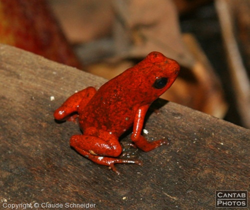 Costa Rica - Frogs - Photo 6