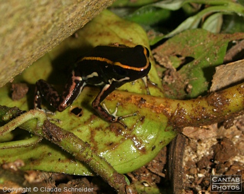 Costa Rica - Frogs - Photo 7