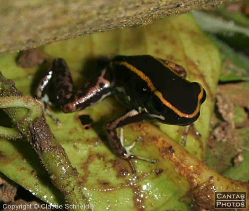 Costa Rica - Frogs - Photo 8