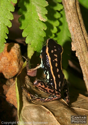 Costa Rica - Frogs - Photo 9