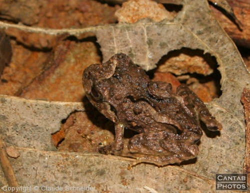 Costa Rica - Frogs - Photo 10