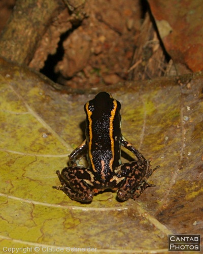 Costa Rica - Frogs - Photo 11
