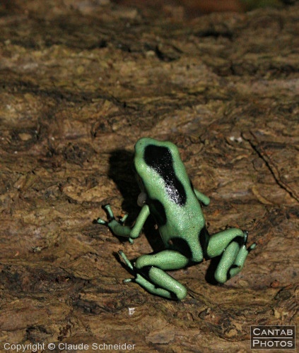 Costa Rica - Frogs - Photo 12