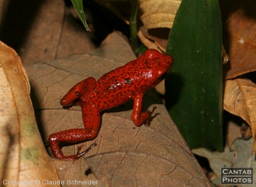 Costa Rica - Frogs - Photo 13
