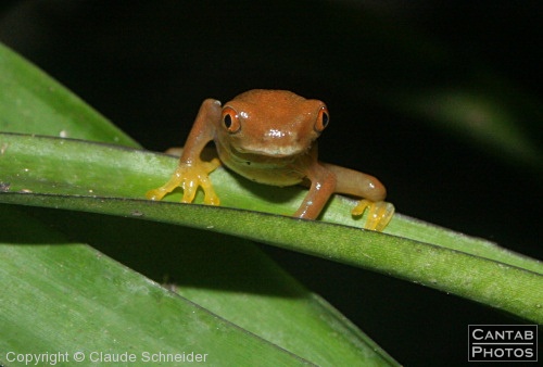 Costa Rica - Frogs - Photo 14
