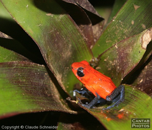 Costa Rica - Frogs - Photo 15