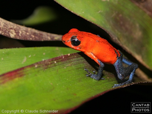 Costa Rica - Frogs - Photo 16