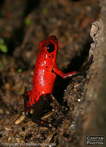 Costa Rica - Frogs - Photo 17