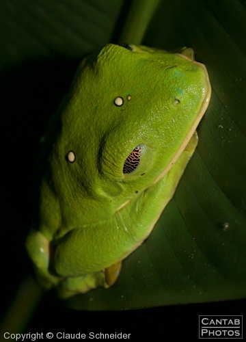 Costa Rica - Frogs - Photo 18