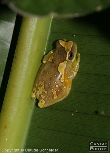 Costa Rica - Frogs - Photo 19