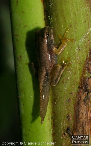 Costa Rica - Frogs - Photo 20