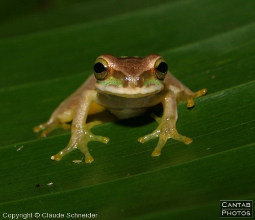 Costa Rica - Frogs - Photo 21