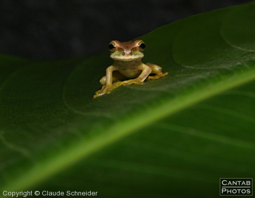 Costa Rica - Frogs - Photo 22