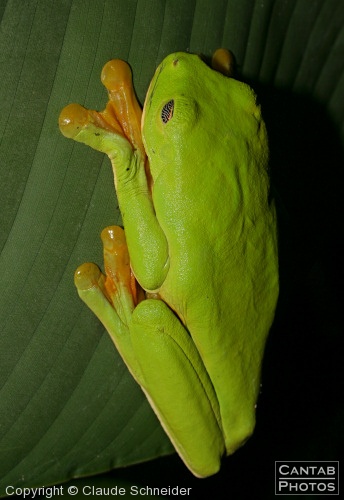 Costa Rica - Frogs - Photo 23