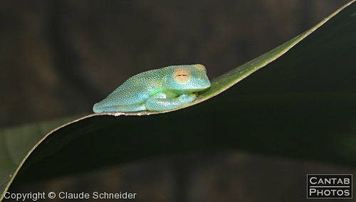 Costa Rica - Frogs - Photo 24