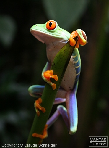 Costa Rica - Frogs - Photo 25