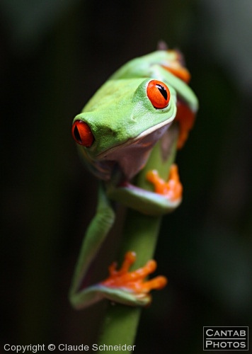 Costa Rica - Frogs - Photo 26