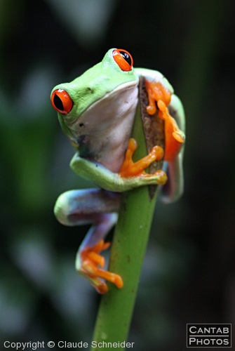 Costa Rica - Frogs - Photo 27