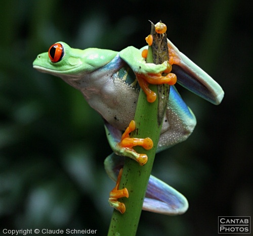 Costa Rica - Frogs - Photo 28