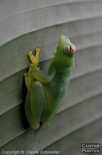 Costa Rica - Frogs - Photo 29