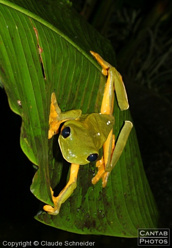 Costa Rica - Frogs - Photo 31