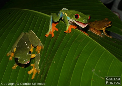 Costa Rica - Frogs - Photo 32