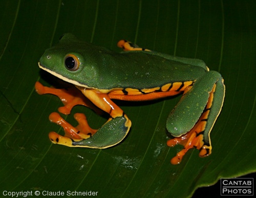 Costa Rica - Frogs - Photo 33