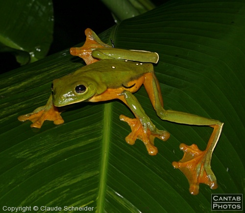 Costa Rica - Frogs - Photo 34