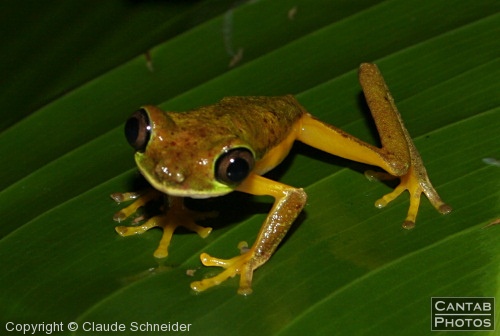 Costa Rica - Frogs - Photo 35