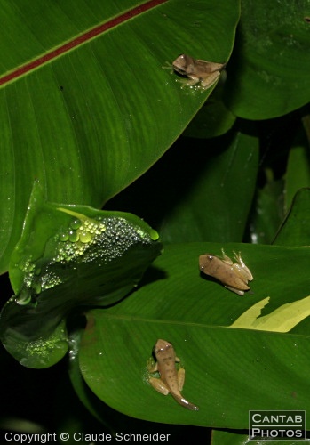 Costa Rica - Frogs - Photo 36