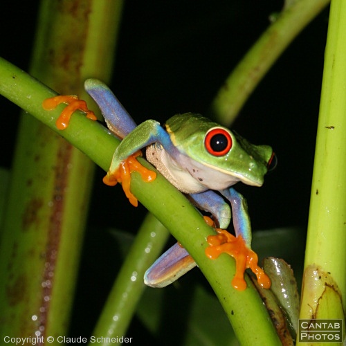 Costa Rica - Frogs - Photo 37