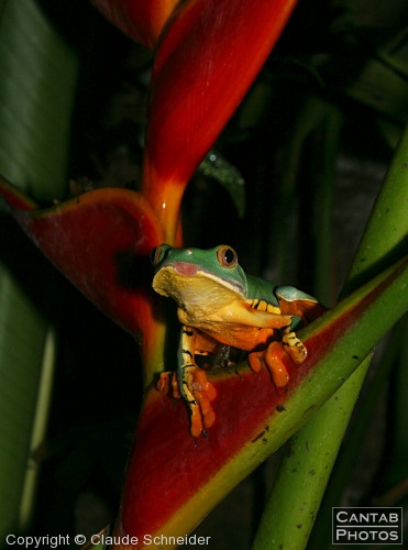 Costa Rica - Frogs - Photo 38